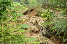 NP Bayerischer Wald_Wildkatze_D8B0143